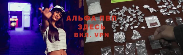 сатива Новокубанск